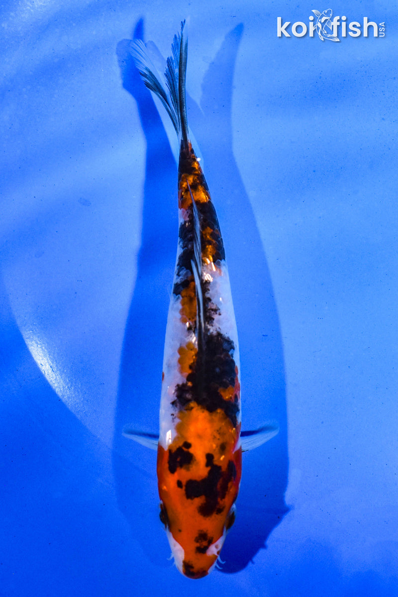 5" GINRIN SANKE