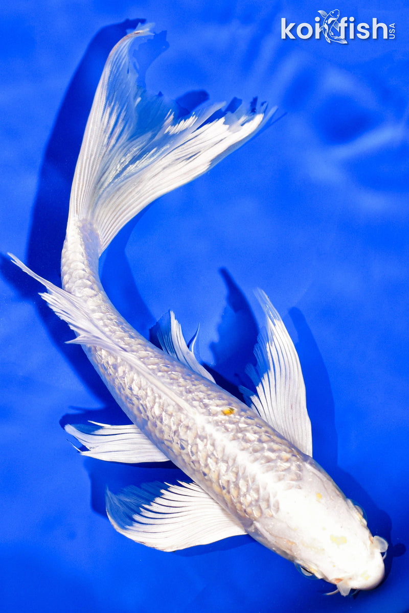 9.5" GINRIN PLATINUM OGON BUTTERFLY