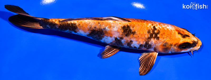 7.5" KIN HI SHOWA