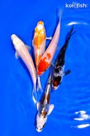 PACK OF (5) 3-4" MIXED STANDARD KOI