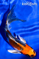 5.25" KUJAKU BUTTERFLY