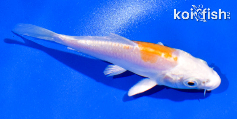 4" KIKUSUI