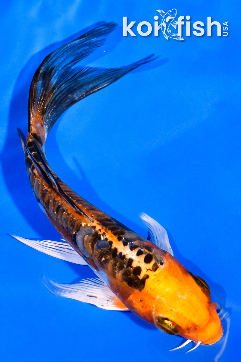5" DOITSU KUJAKU BUTTERFLY