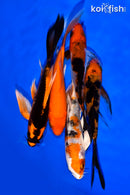 PACK OF (5) 5-6" BUTTERFLY KOI