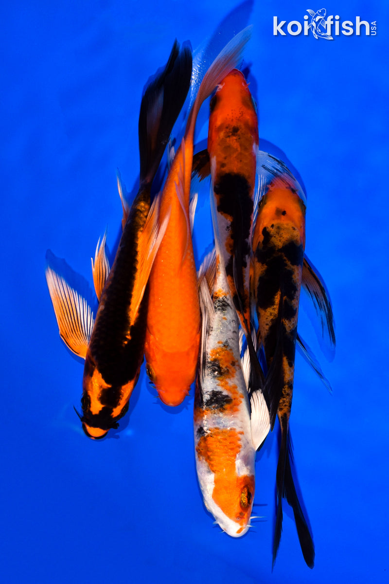 PACK OF (5) 5-6" BUTTERFLY KOI