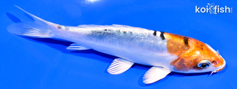 5.25" HEISEI NISHIKI
