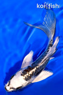 5.75" ARAGOKE BENI KIKOKURYU BUTTERFLY