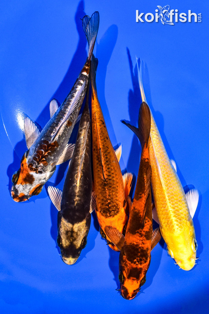 PACK OF (5) 4-5" STANDARD KOI