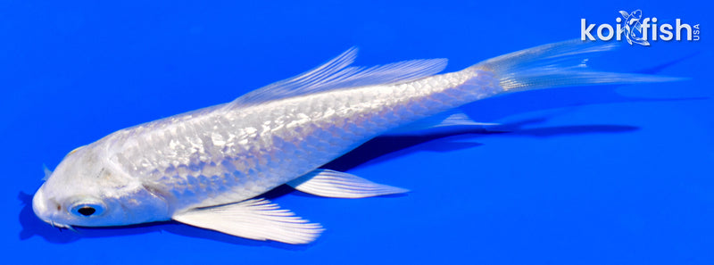 4.25" GINRIN PLATINUM OGON BUTTERFLY