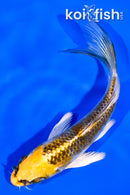 4.25" KUJAKU BUTTERFLY