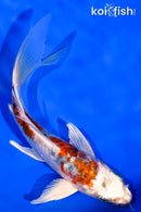 5.75" ARAGOKE HEISEI NISHIKI BUTTERFLY