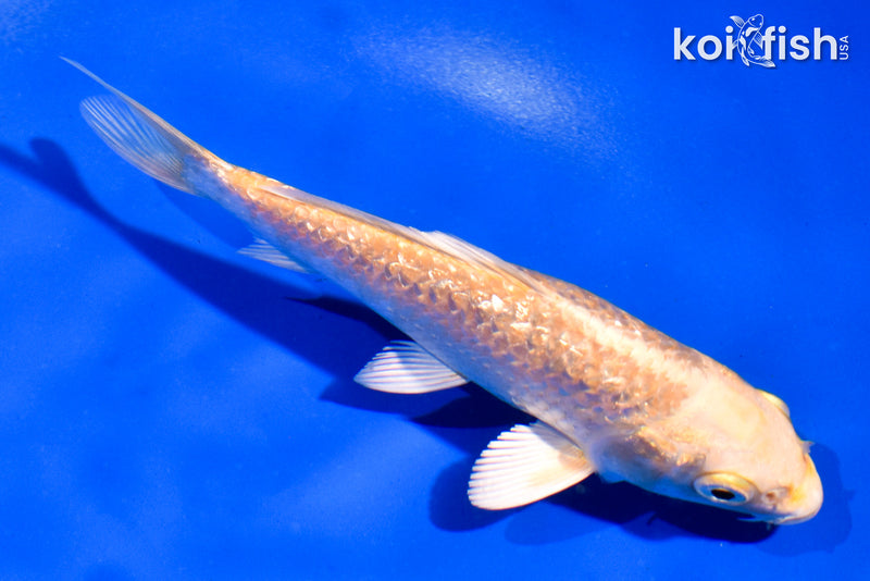 5" GINRIN YAMABUKI OGON