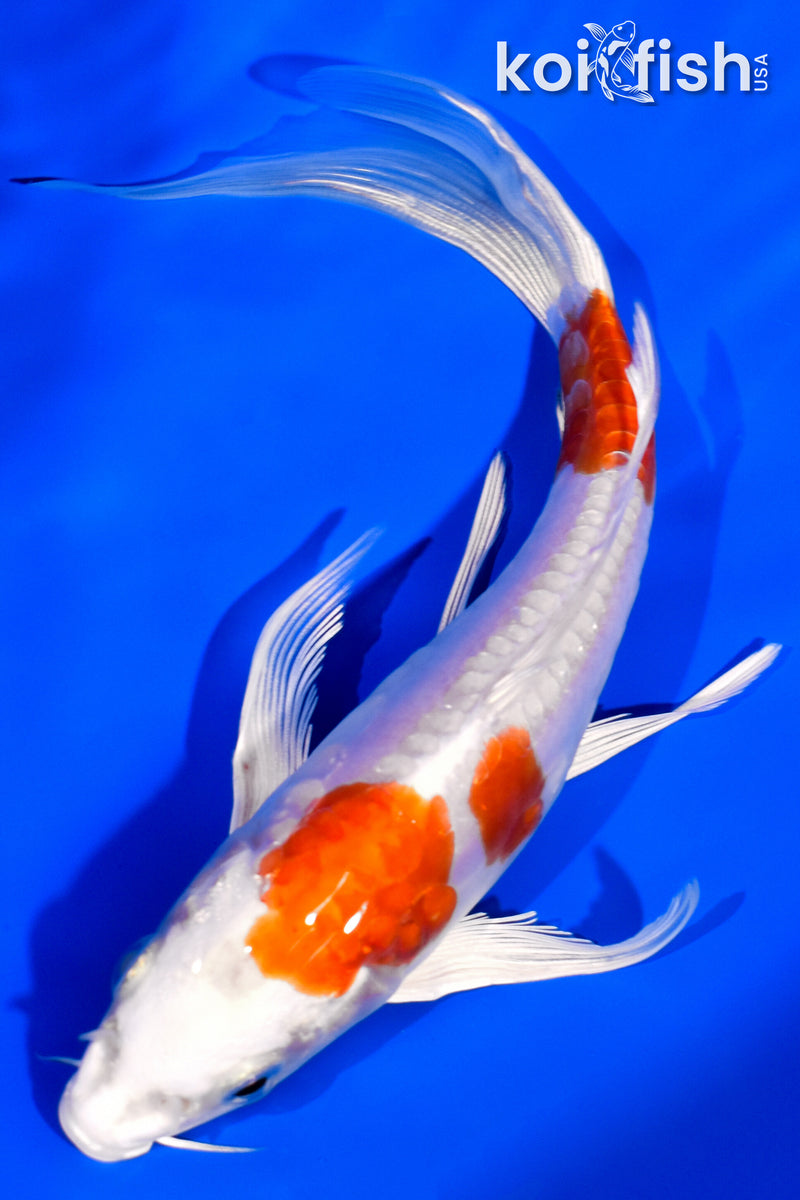 7" KIKUSUI BUTTERFLY