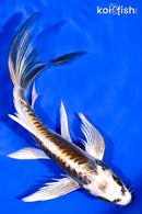 7.5" ARAGOKE KIN KIKOKURYU BUTTERFLY