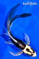 6" KIN KIKOKURYU BUTTERFLY