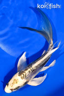 7.25" KIN KIKOKURYU BUTTERFLY