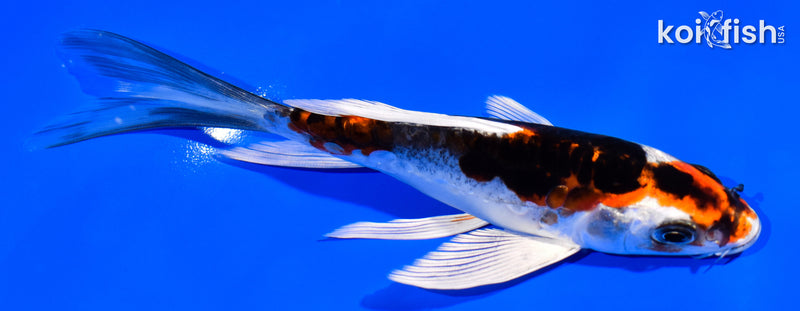 5.75" BENI KIKOKURYU BUTTERFLY