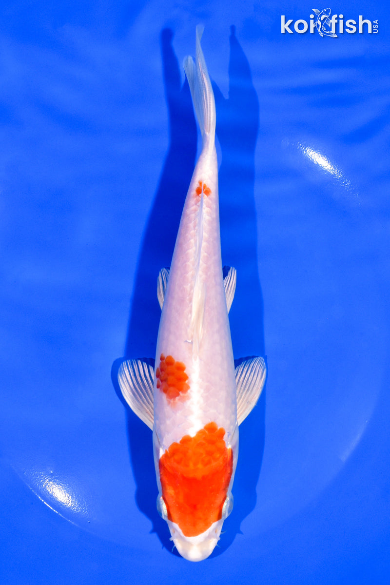7.5" HARIWAKE