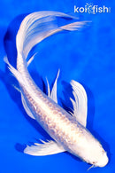 8" GINRIN ARAGOKE PLATINUM OGON BUTTERFLY