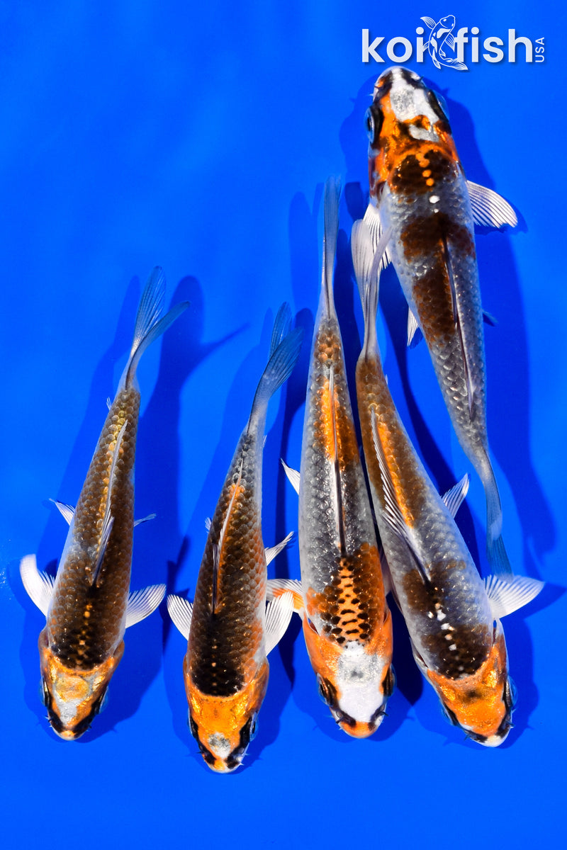 PACK OF (5) 3"- 4" KUJAKU KOI