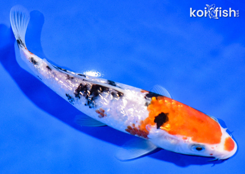 7" GINRIN SANKE