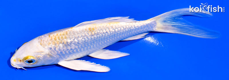 5.5" GINRIN LEMON HARIWAKE BUTTERFLY