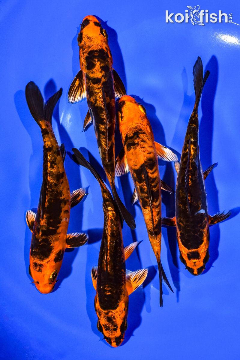 PACK OF (5) 4-5" STANDARD KOI