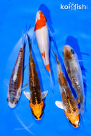 PACK OF (5) 3-4" STANDARD KOI