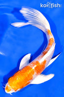 7.25" HARIWAKE BUTTERFLY