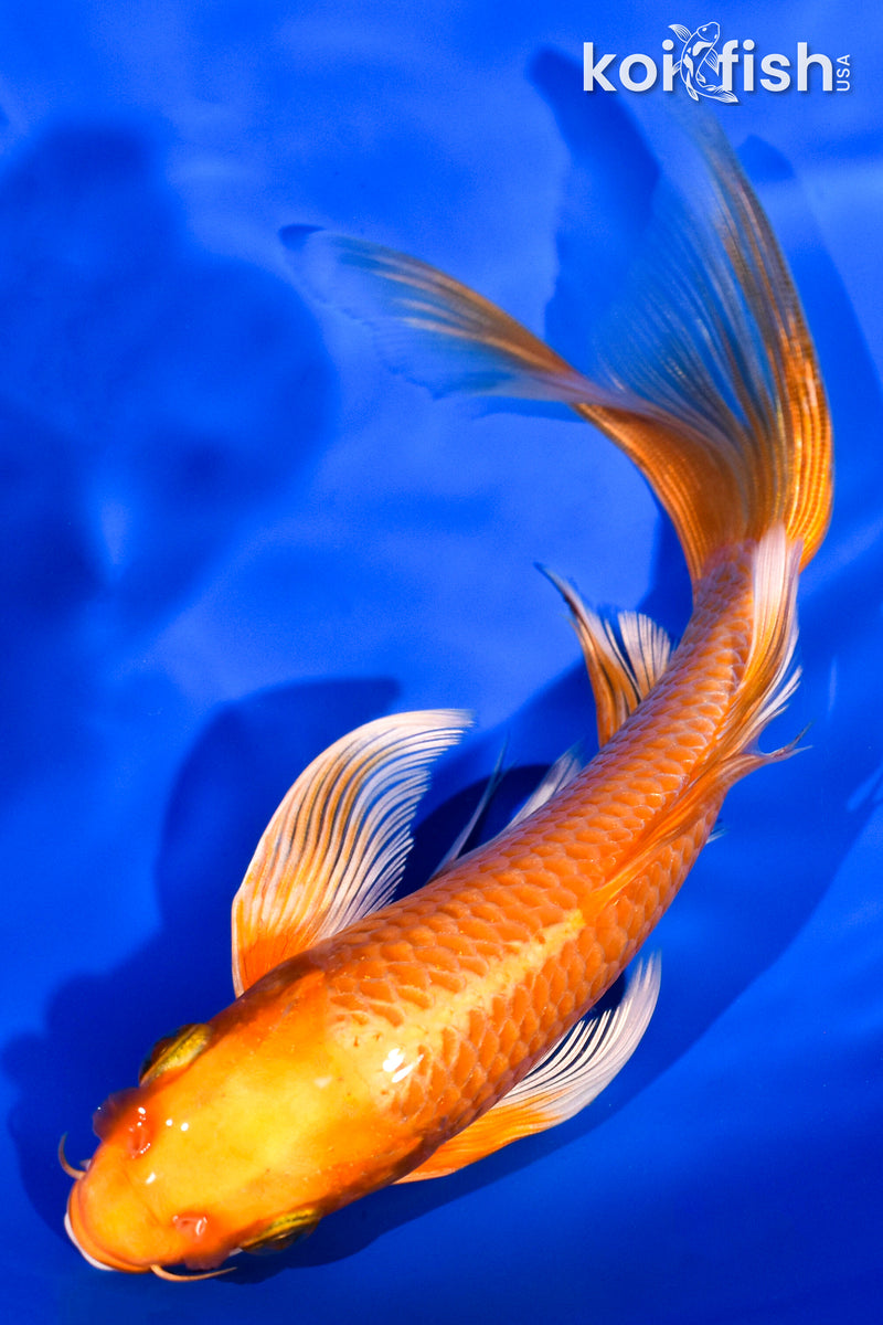 7" ORENJI OGON BUTTERFLY