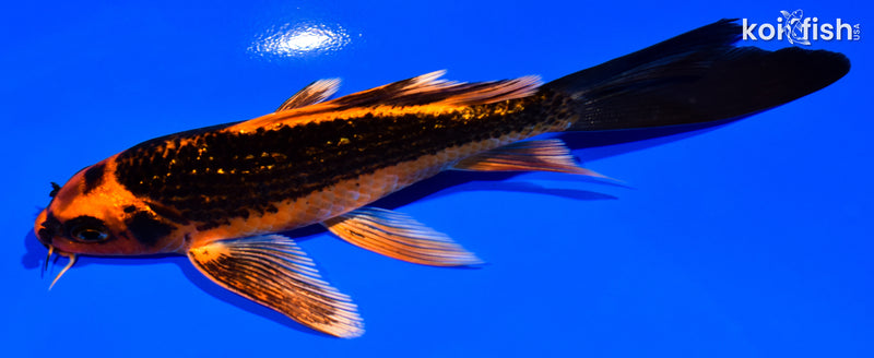 5.5" ORENJI MATSUBA BUTTERFLY