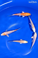 PACK OF (5) 4-4.5" STANDARD KOI