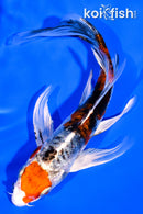 6" HEISEI NISHIKI BUTTERFLY