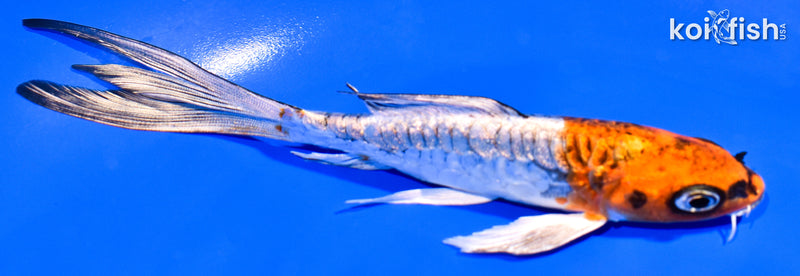 5.5" ARAGOKE BENI KKOKURYU BUTTERFLY