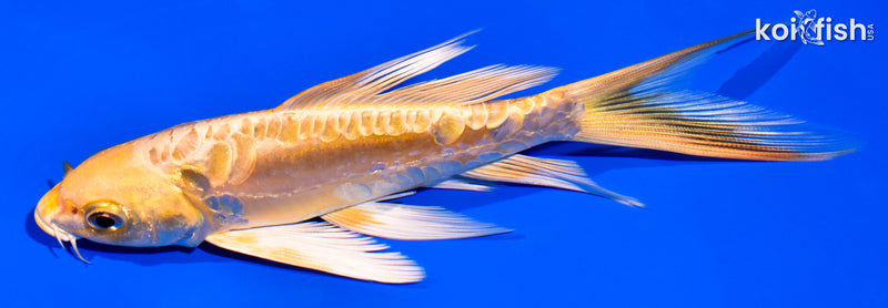 5.75" ARAGOKE YAMABUKI OGON BUTTERFLY