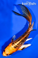 5.75" ARAGOKE BENI KIKOKURYU BUTTERFLY