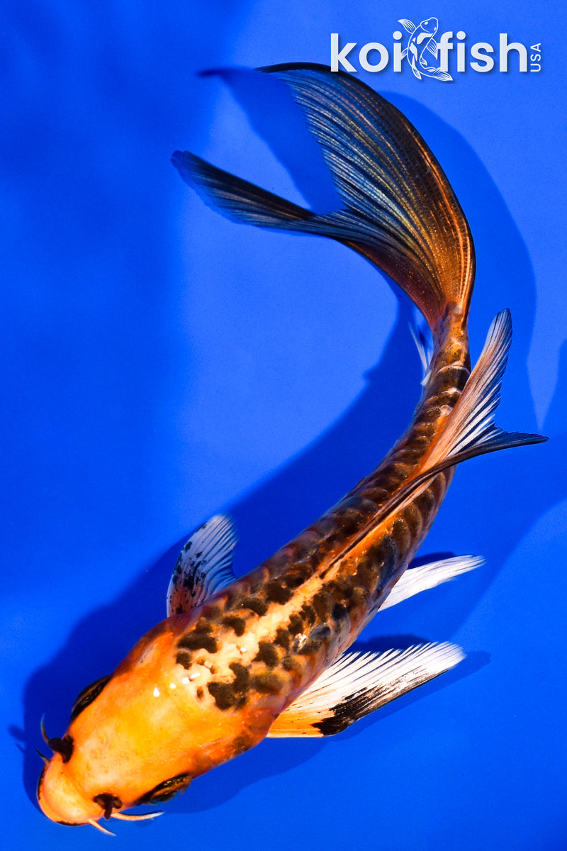 5.75" ARAGOKE BENI KIKOKURYU BUTTERFLY