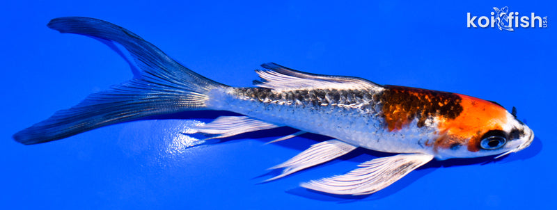 5.25" GINRIN BENI GINGA BUTTERFLY