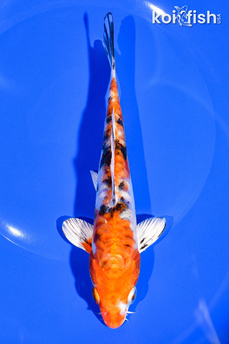 6.75" HEISEI NISHIKI