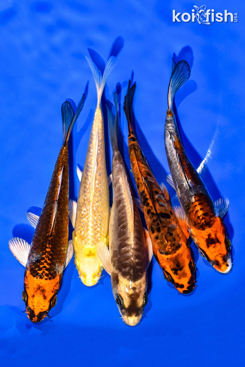 PACK OF (5) 4-5" STANDARD KOI