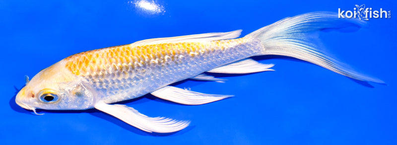 6.25" GINRIN HARIWAKE BUTTERFLY