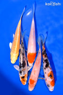 PACK OF (5) 3-4.5" STANDARD KOI