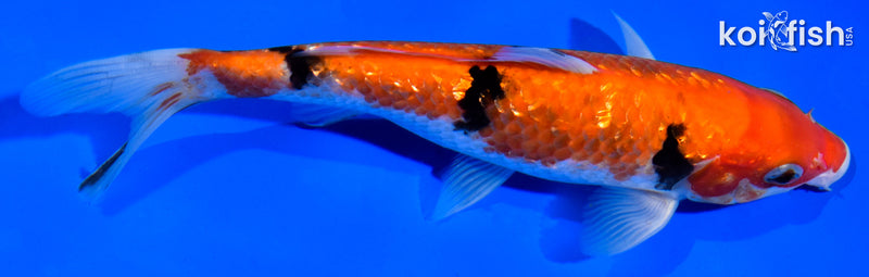 6.5" GINRIN AKA SANKE