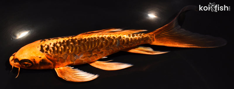 6.75" ARAGOKE  BENI KIKOKURYU
