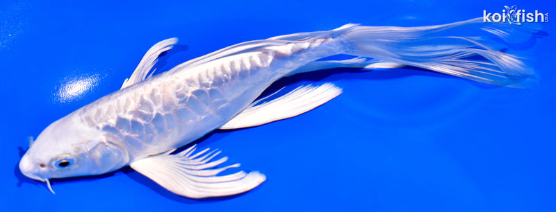 7.75" DOITSU PLATINUM OGON BUTTERFLY