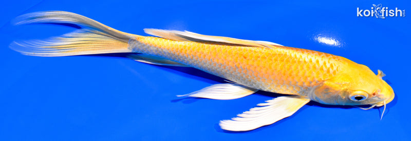 8.25" YAMABUKI OGON BUTTERFLY