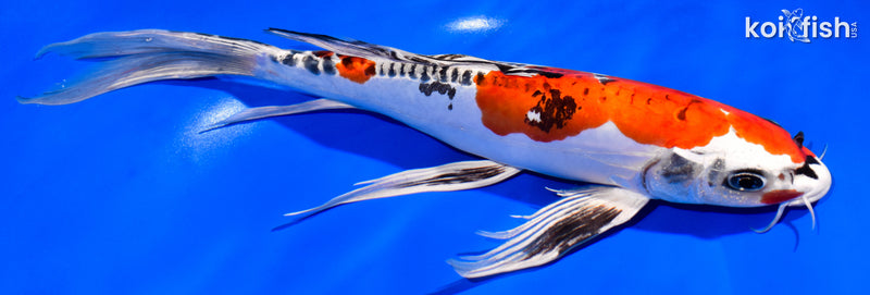 11.75" DOITSU KUJAKU BUTTERFLY