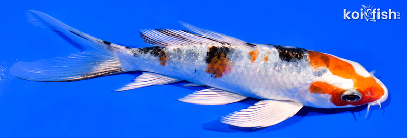 5.75" YAMATO NISHIKI BUTTERFLY