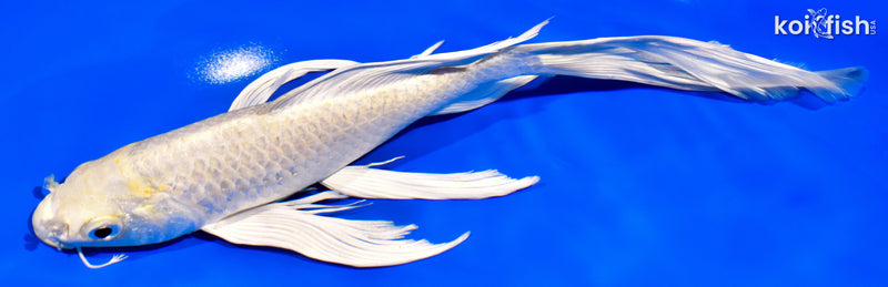 9.75" CREAMY OGON BUTTERFLY
