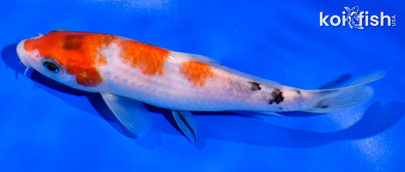 5.5" SANKE